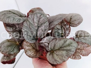 Бегония Silver Leaves